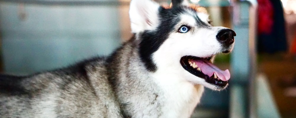 사료 급하게 먹는 강아지 8