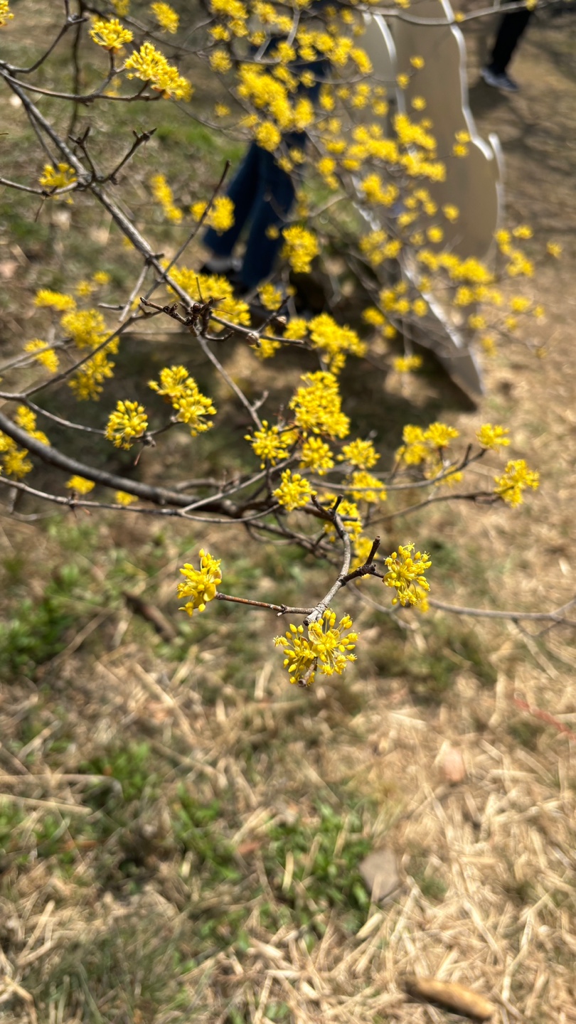 2025 이천백사 산수유꽃 축제 총정리