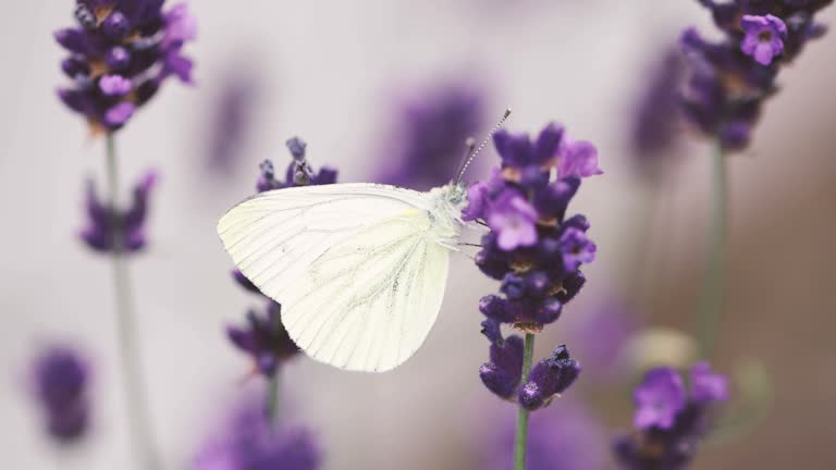 하얀 나비 꿈 해몽