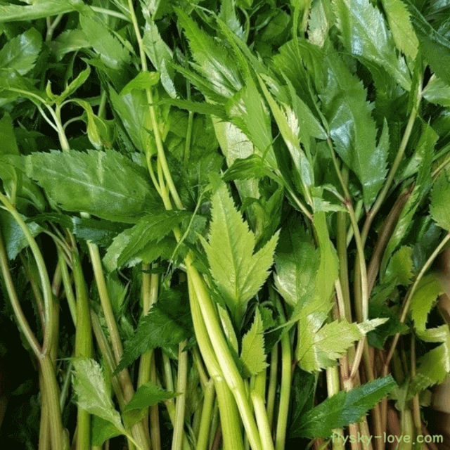 향기가 특별한 건강 식재료 당귀잎