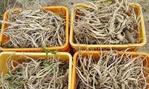 도라지(도라지차, 도라지청) 효능 9가지 및 부작용과 주의사항