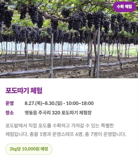 영동포도축제 일정