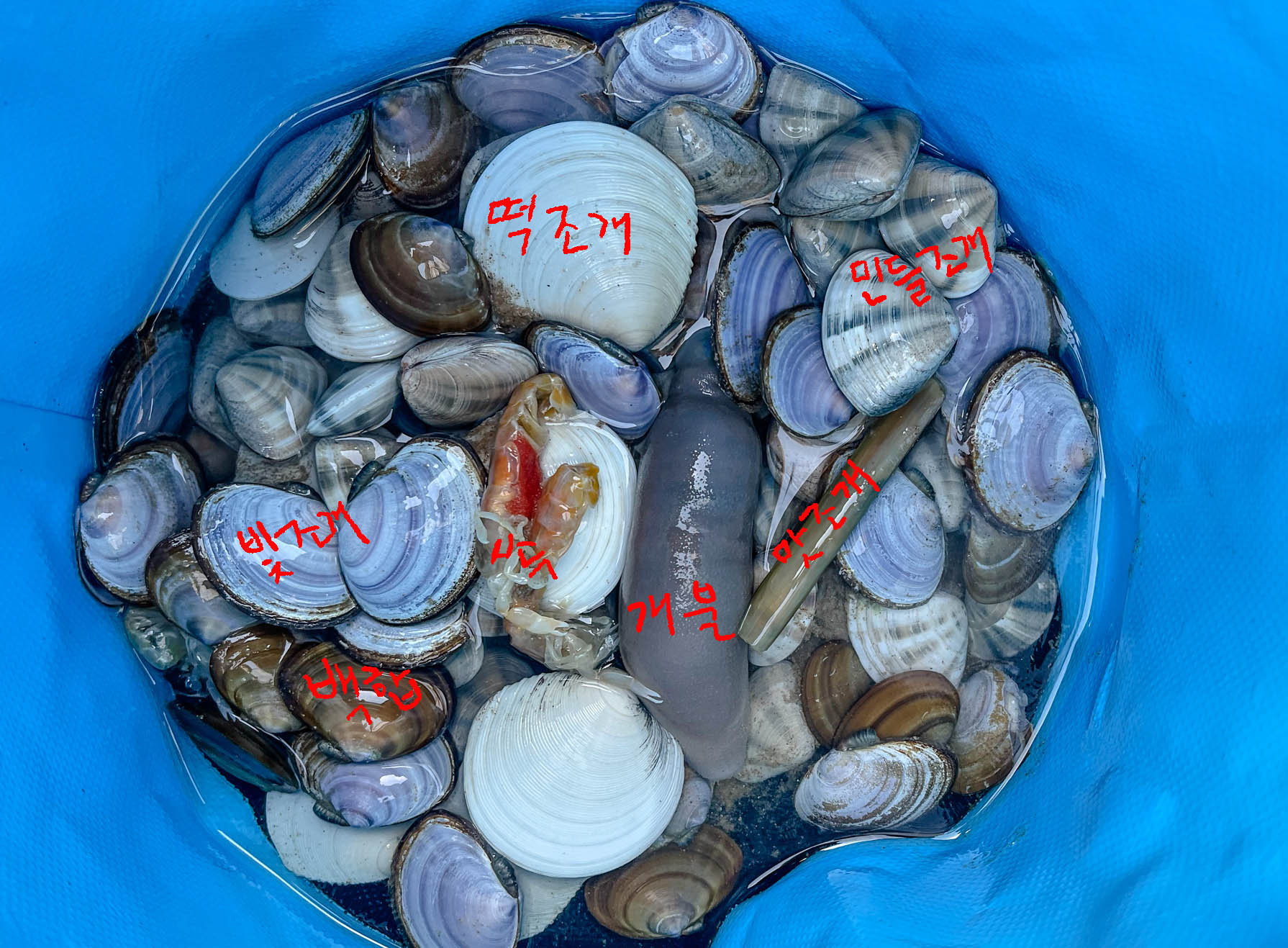 만리포 조개체험