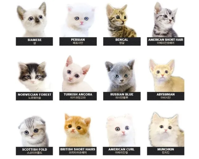 고양이 수명 평균 품종별 집고양이_4