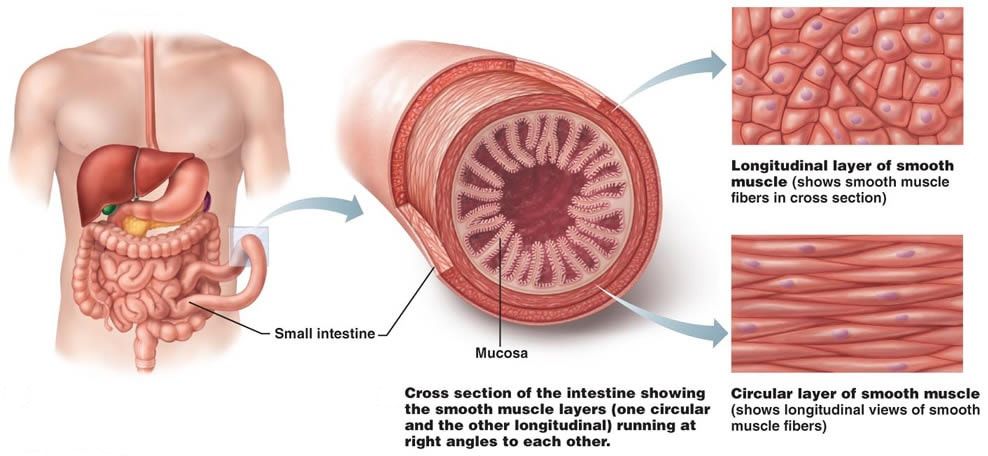 위장관 평활근 구조