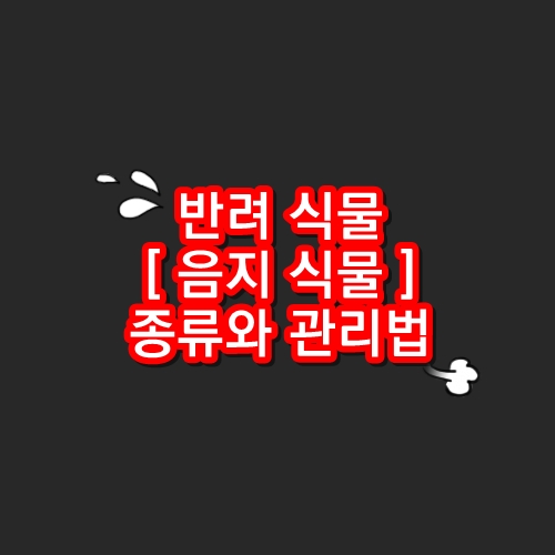 반려 식물 [ 음지 식물 ] 종류와 관리법