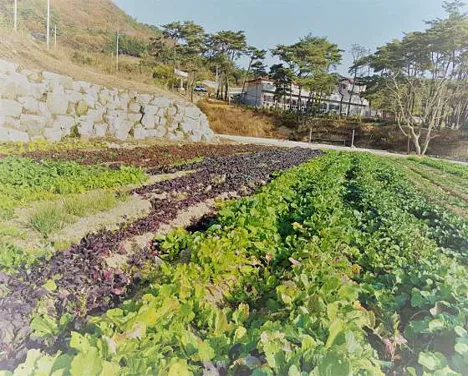 솔내음물댄동산