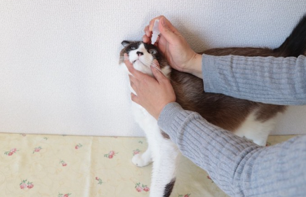 주인에게 안약을 맞고 있는 벌 고양이.