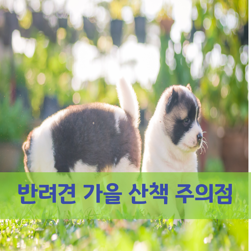 반려견 가을 산책 주의할점
