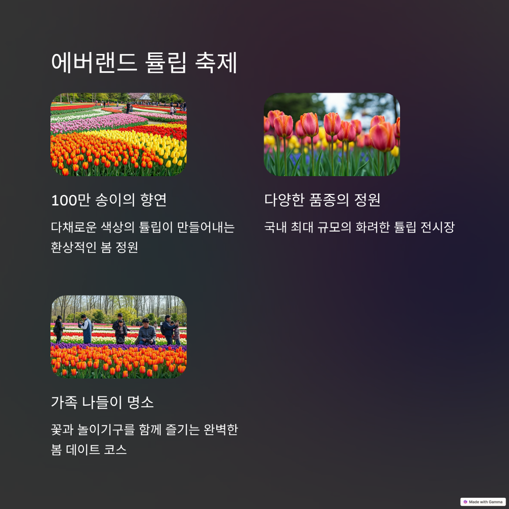 에버랜드 튤립 축제