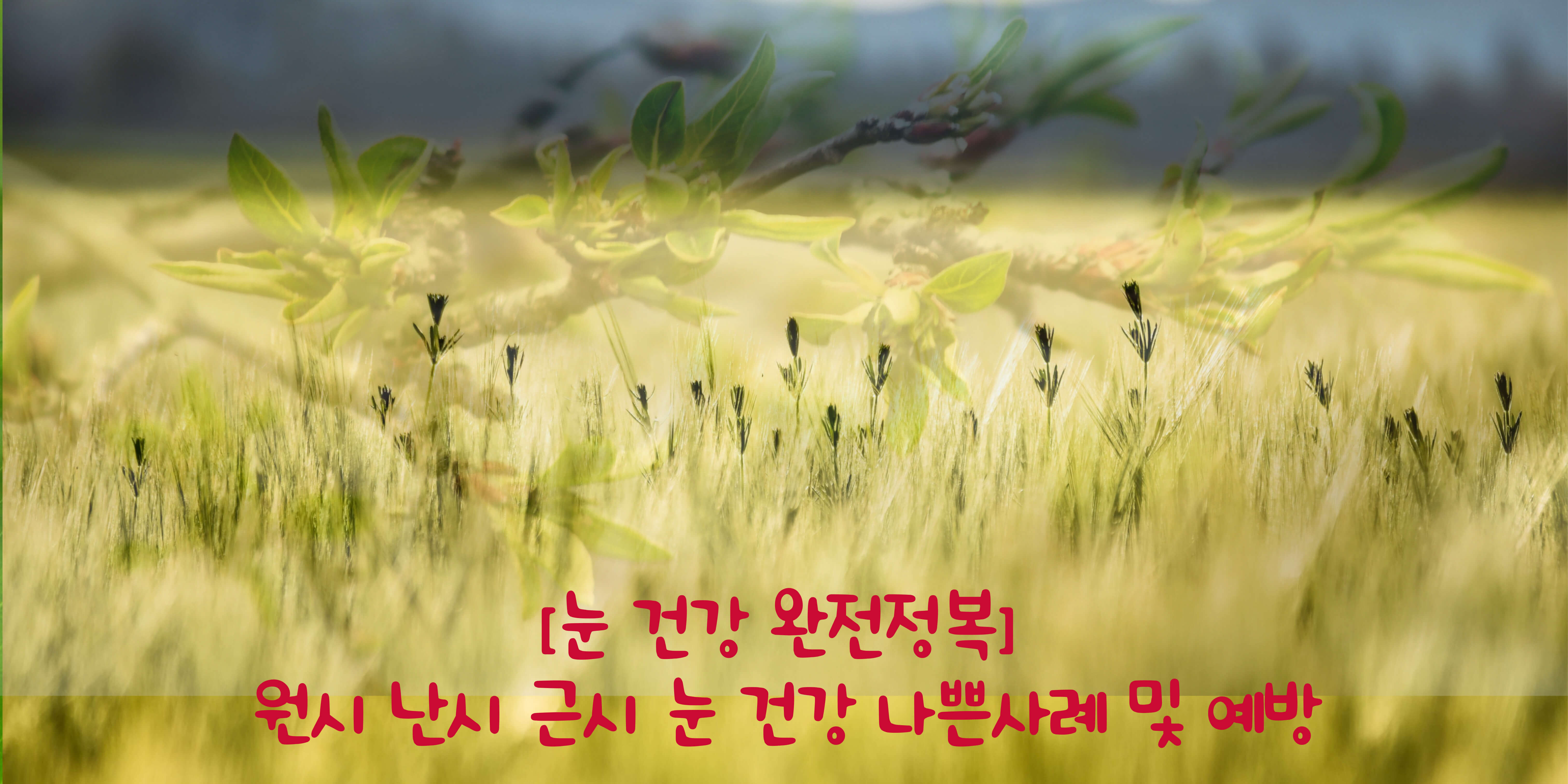 눈건강