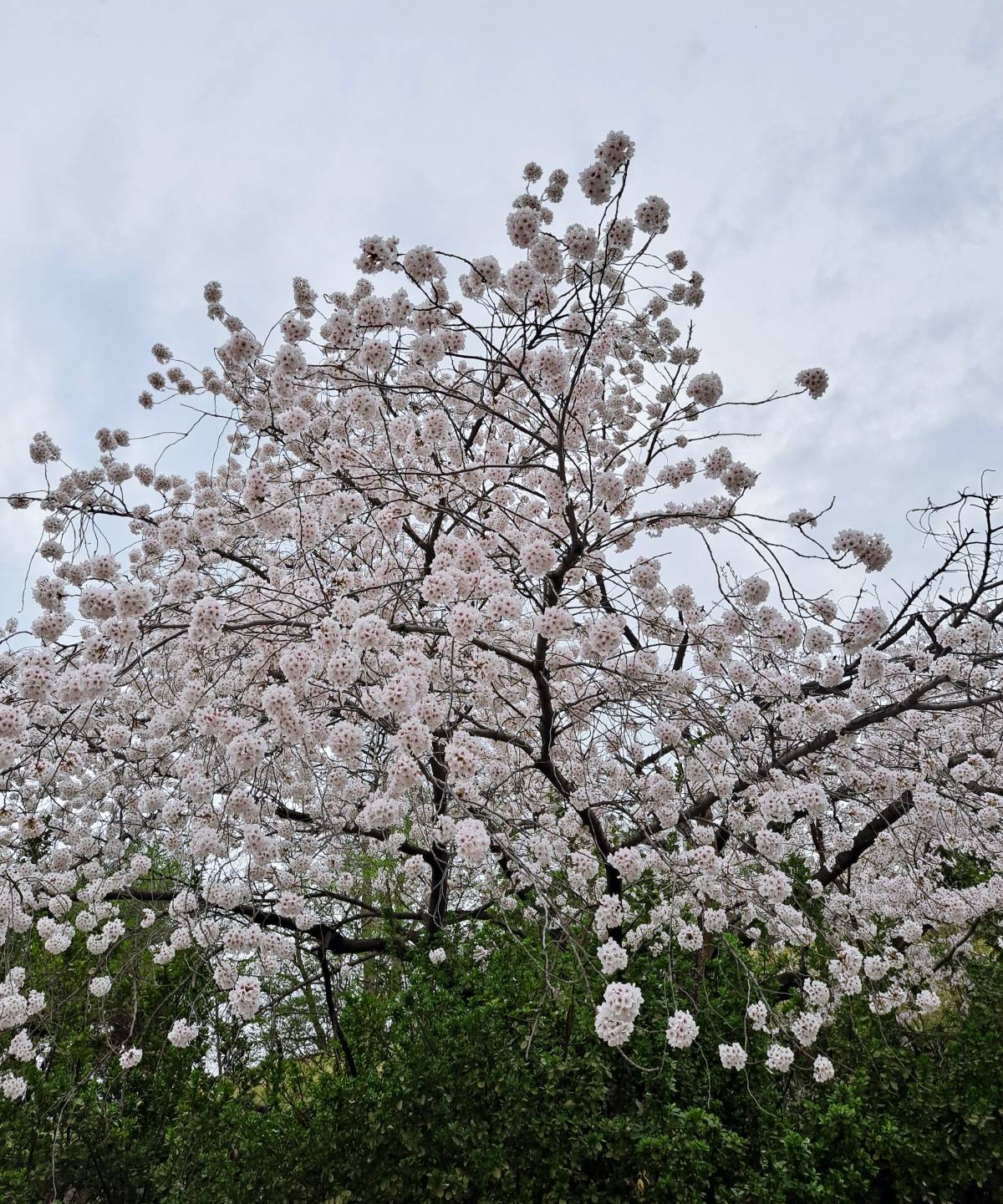 선인재단 벚꽃나무3