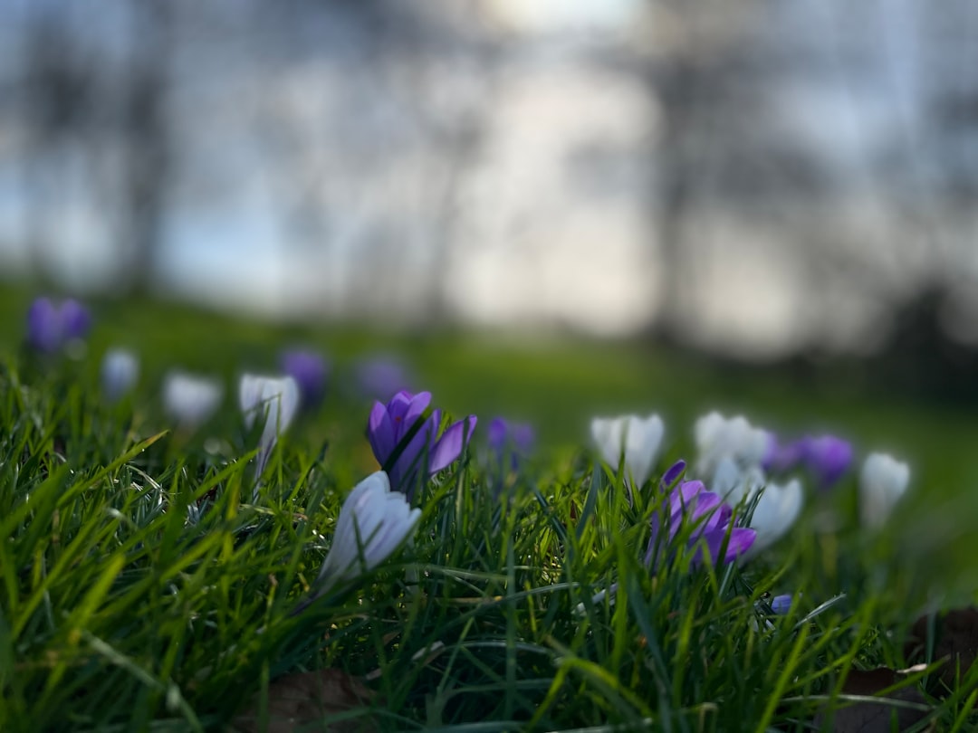 Spring Fest