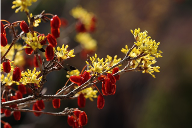 산수유 효능 부작용