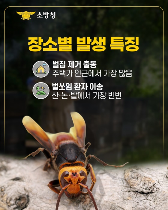 벌쏘임 벌집제거 행동요령 응급대처법 벌침제거법 8월벌쏘임 알레르기응급 소방청통계