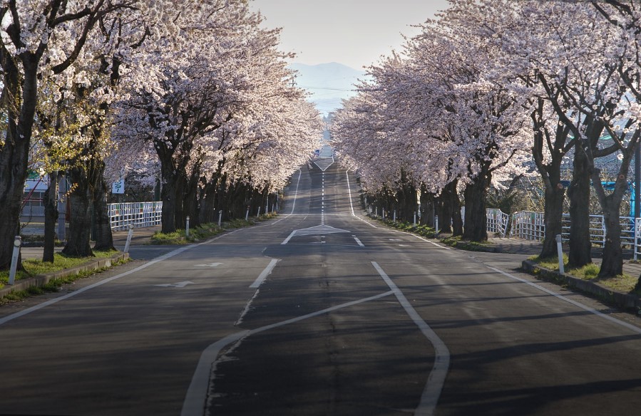 벚꽃길 따라 운동하기 좋은 명소 5곳
