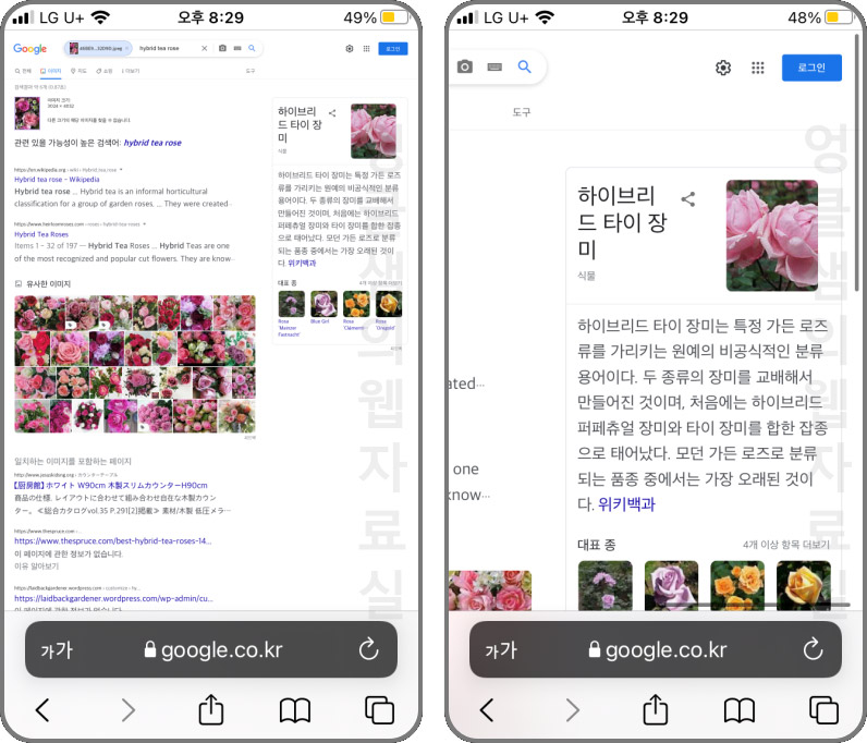 구글 꽃 이미지 검색