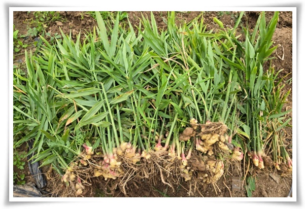 "생강 심기" 텃밭의 보물, 4월 ~ 5월 초 생강 심기로 건강과 맛을 동시에!