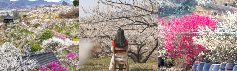 생생정보통 오늘방송(3월 13일) 광양 매화축제,성원갈치,섬진강별빛스카이