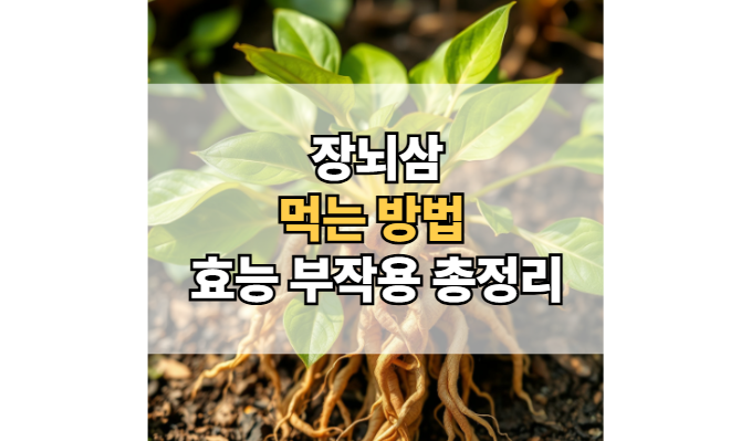 장뇌삼-먹는-방법-효능-부작용