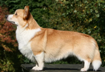 펨브루크 웰시코기 사진/출처:어도비스톡