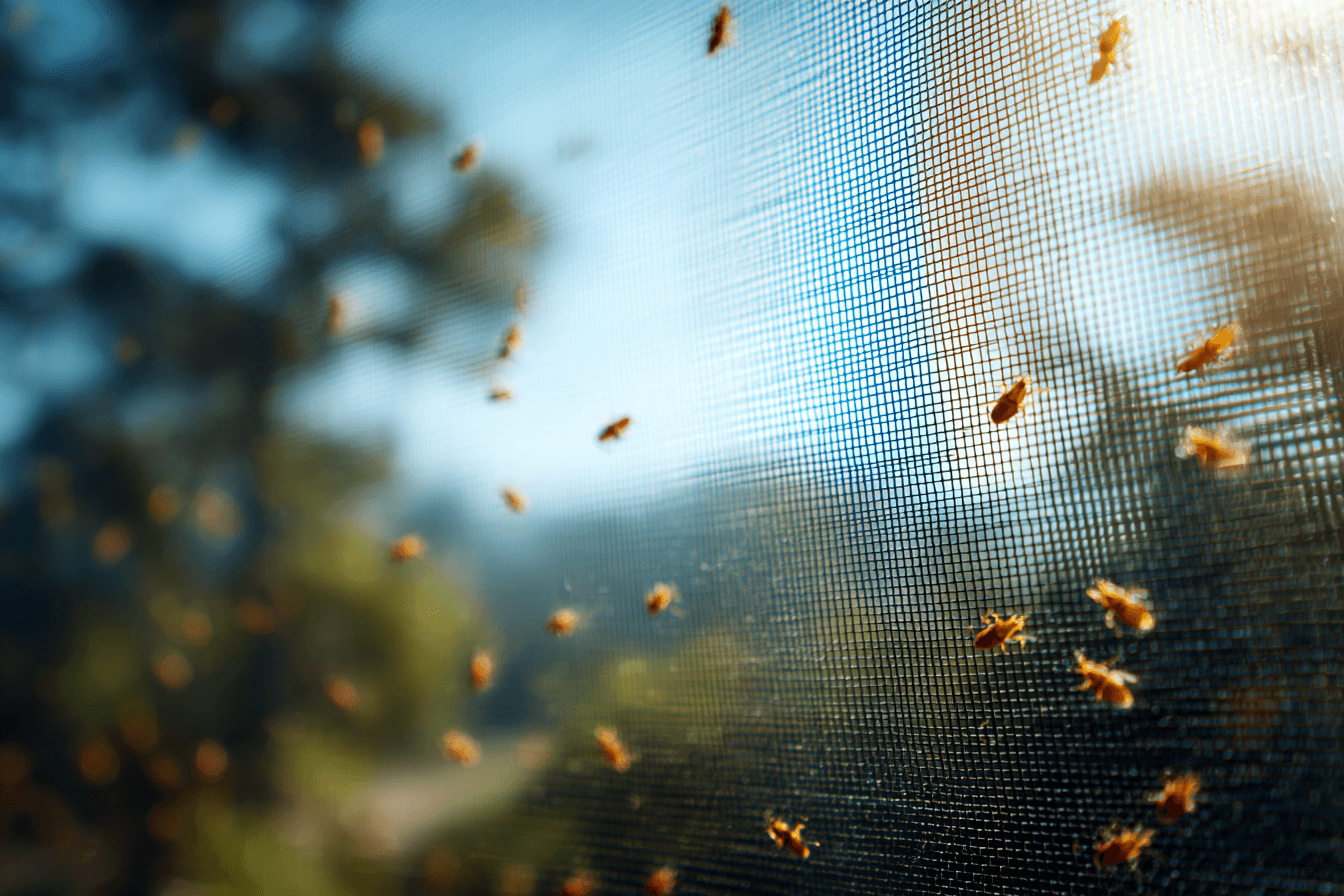 방충망에-붙어-있는-수-많은-벌레들-이미지
