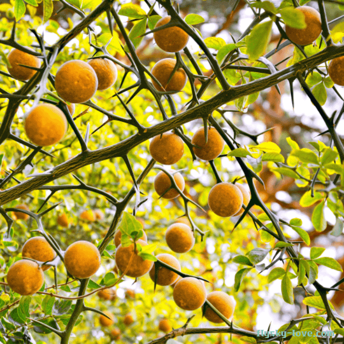 향이 좋은 탱자