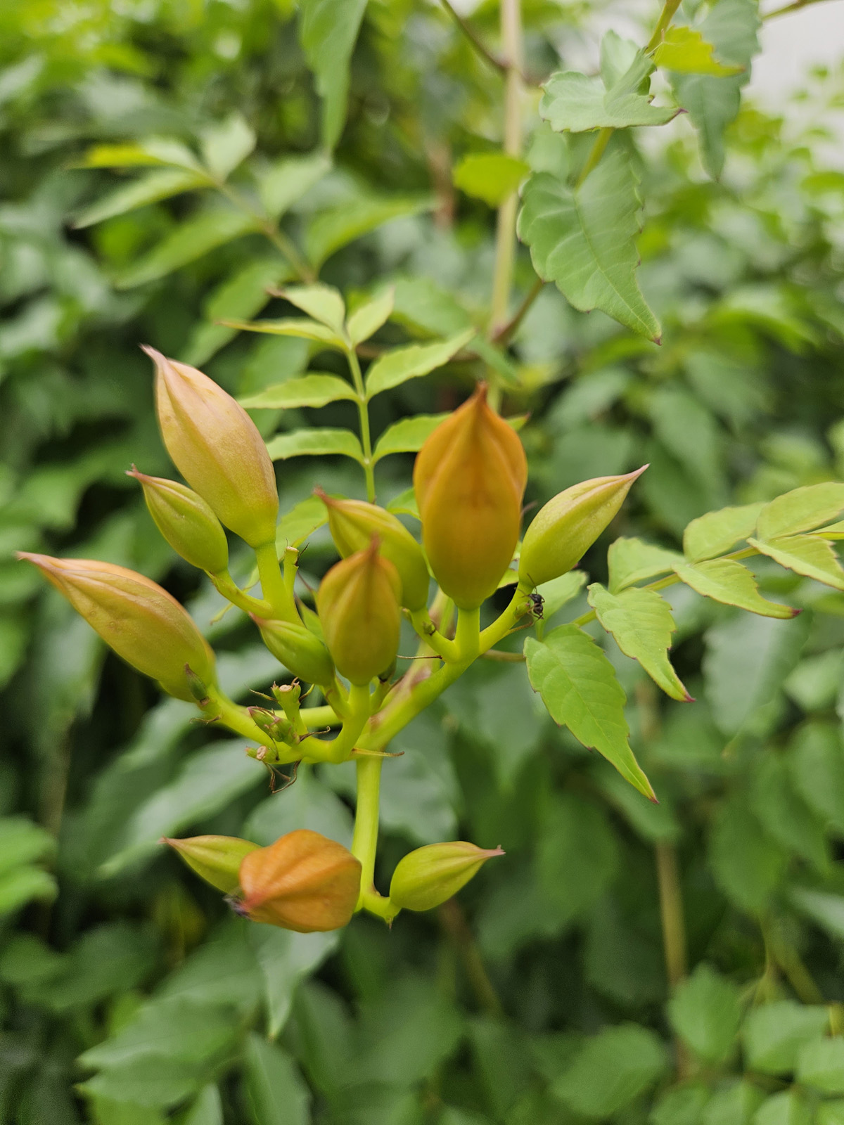 능소화 꽃봉우리