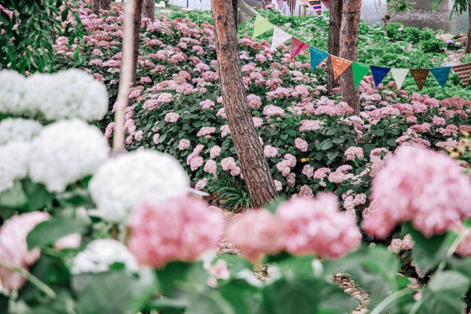 공주 유구색동수국축제