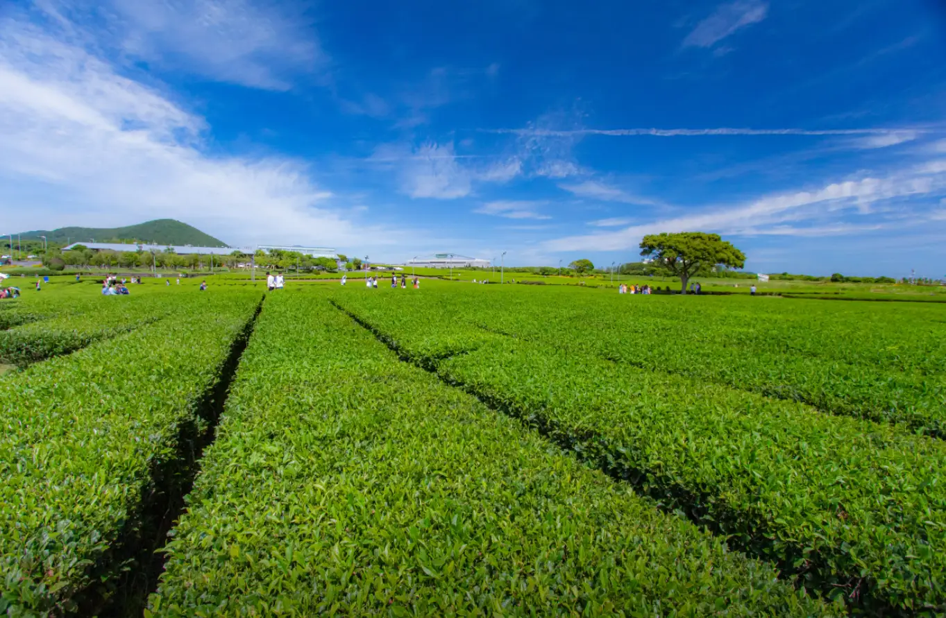 제주-오설록-녹차밭-구경하는-사람들