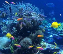 물고기 꿈해몽 풀이