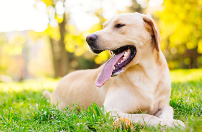 래브라도 리트리버.