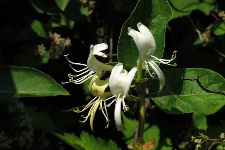 금은화(인동초) 9가지 효능 및 부작용과 복용법