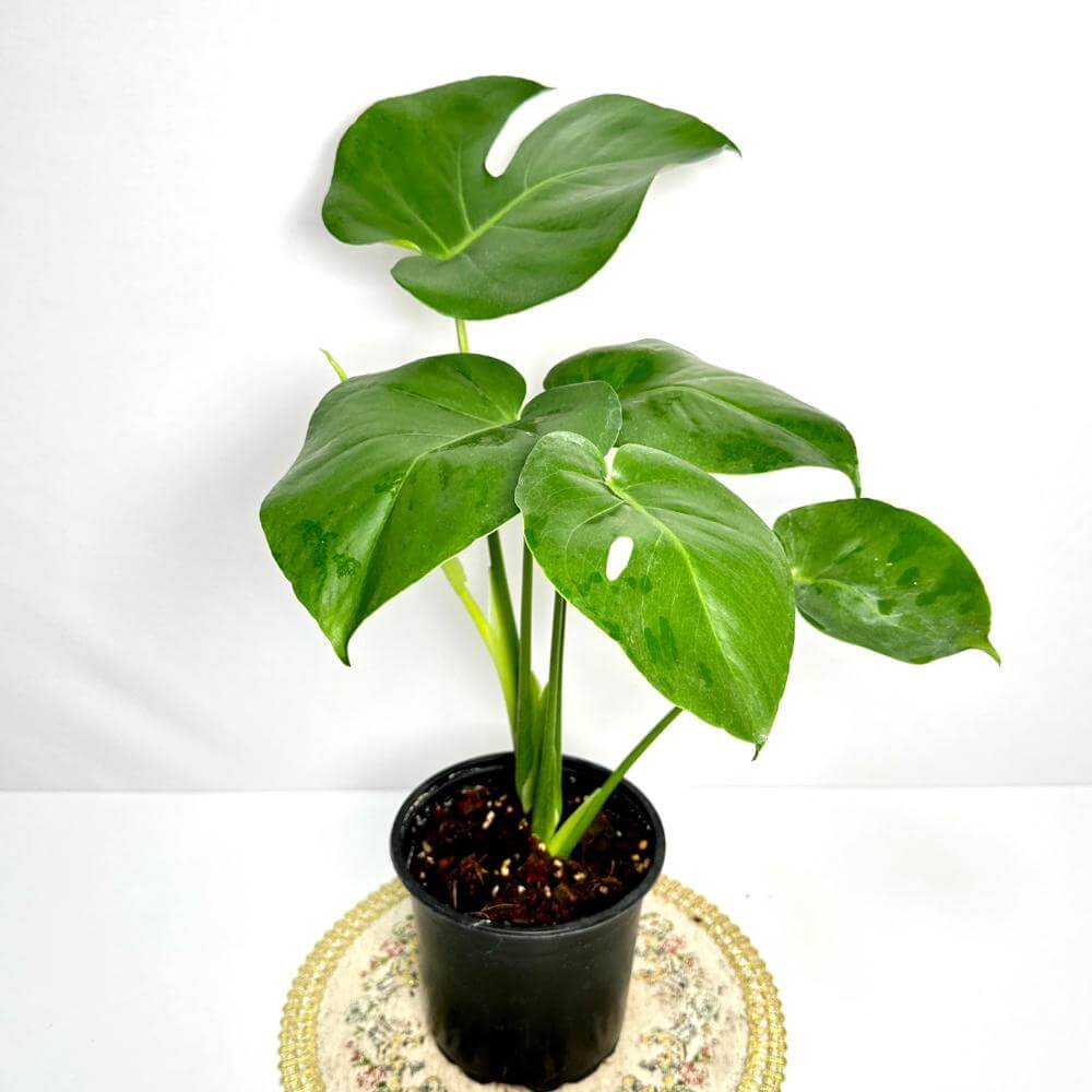 몬스테라 키우는법