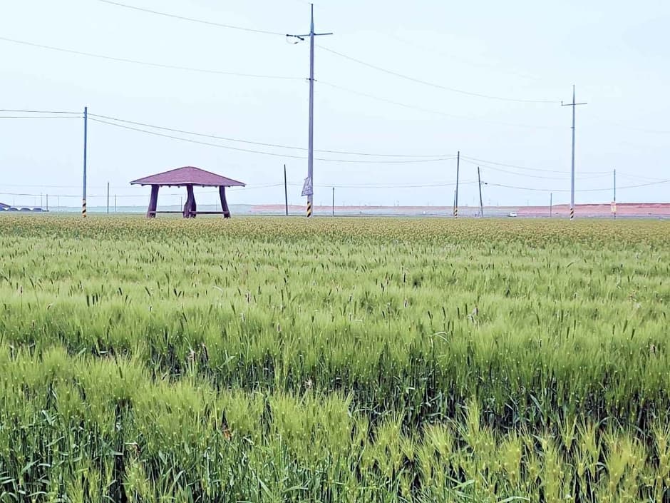 [5월 축제]2025 진봉 새만금 보리밭축제❘기간, 일정, 체험 프로그램, 공연 총정리