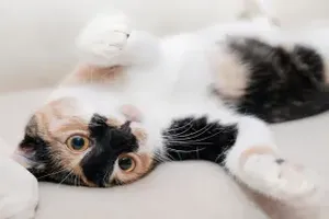 고양이