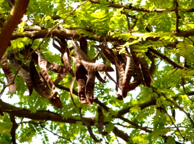 크롭 나무 모습