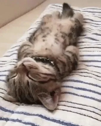 &amp;quot;고양이