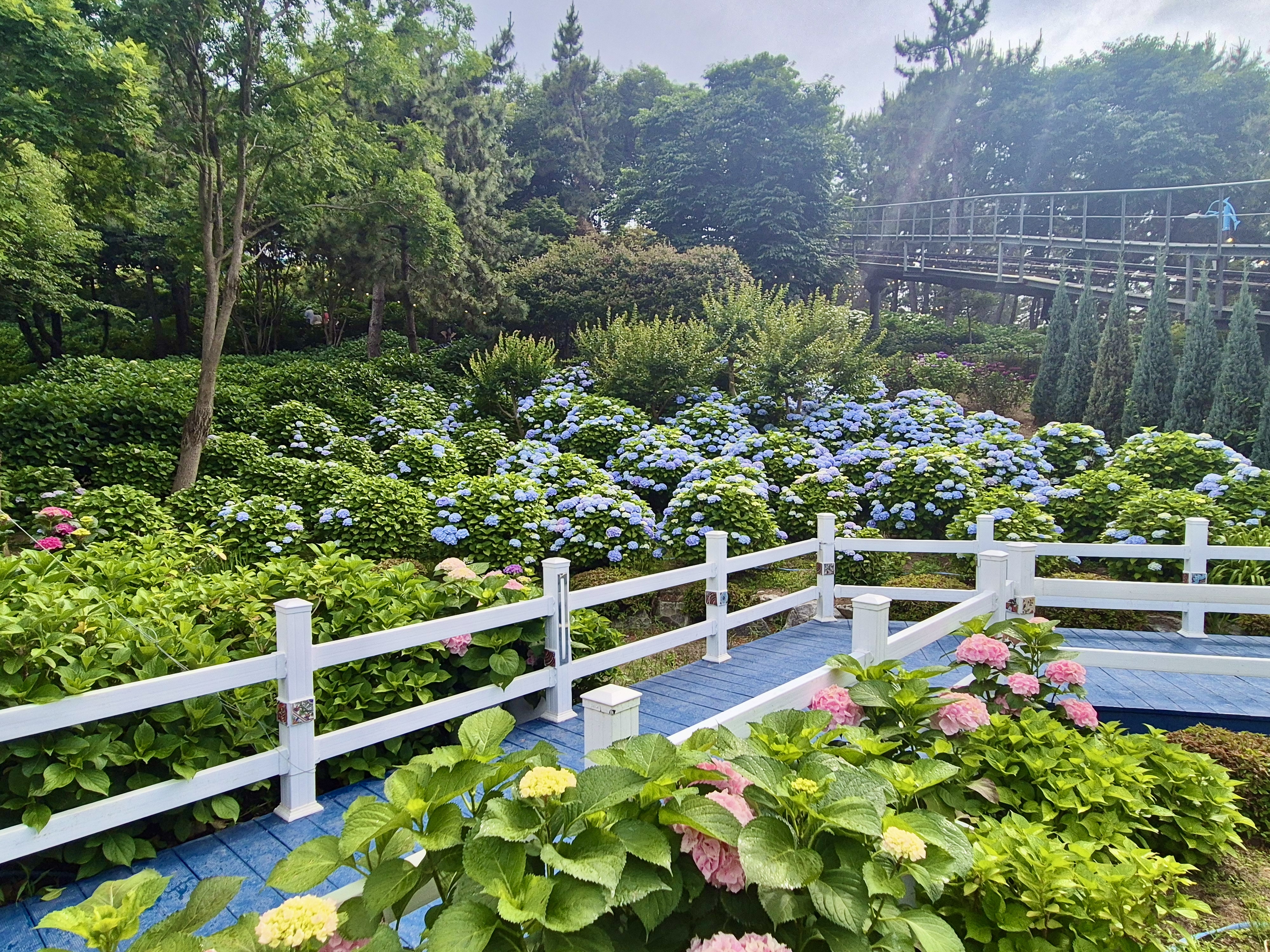 #장생포수국축제 
#울산수국축제 
#고래문화마을 
#울산장생포가볼만한곳 
#장생포포토존 
#고래광장수국길 
#오색수국정원 
#수국축제개화상황2025 
#수국사랑상품권사용처 
#울산6월축제 
#장생포여행코스 
#울산플리마켓체험 
#울산데이트코스 
#울산여행추천 
#장생포주차정보
#수국포토존
#장생포오색수국정원