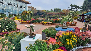 화성_우리꽃식물원_국화전시회