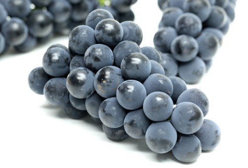 포도의 종류 - 캠벨얼리 특징, 보관법