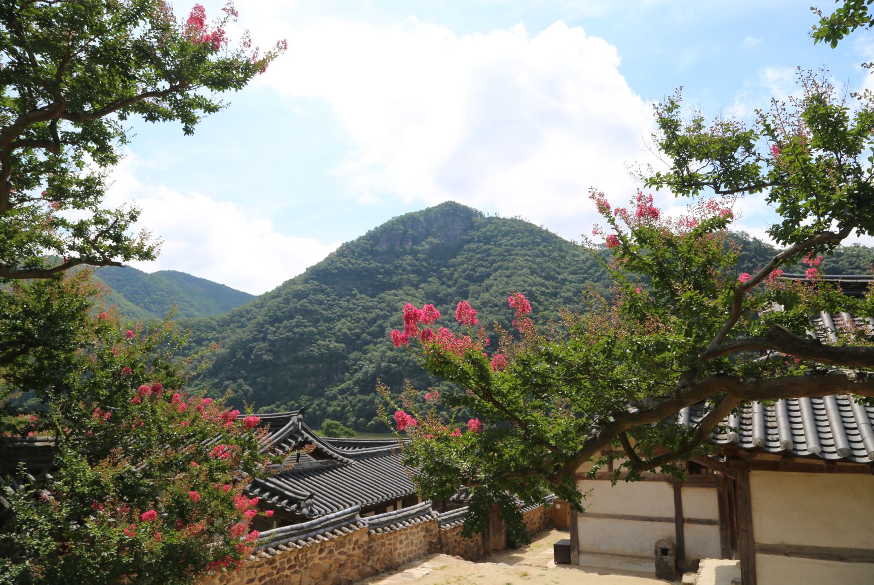 안동 병산서원 배롱나무 꽃