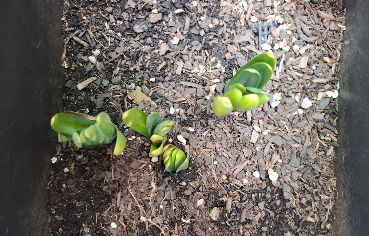 상사화 월동을 지나서 새싹이 돋았어요