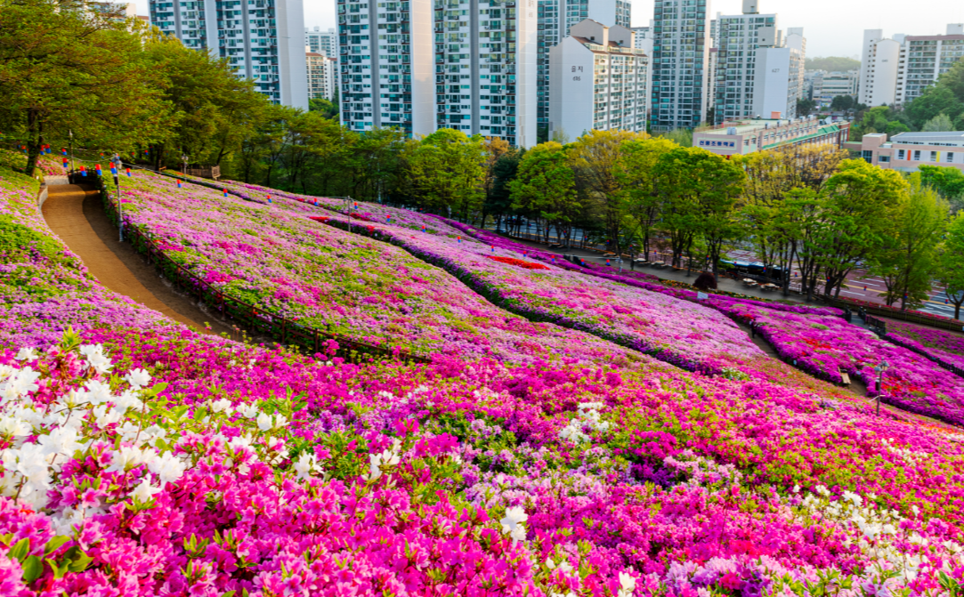 군포 철쭉동산 철쭉