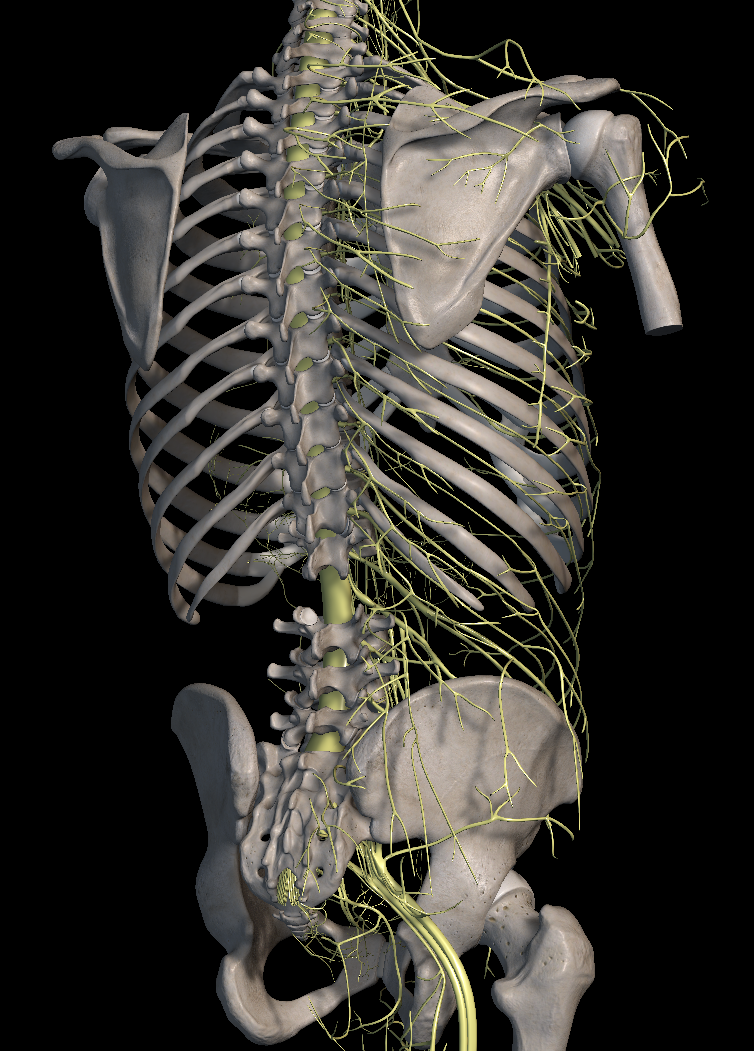 허리 협착증 증상 원인 치료법은?