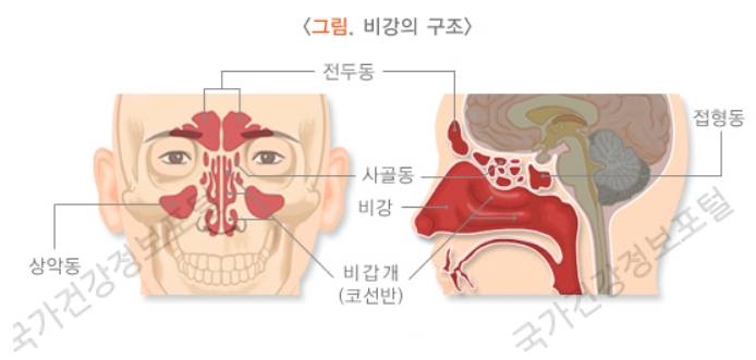 비강의 구조
