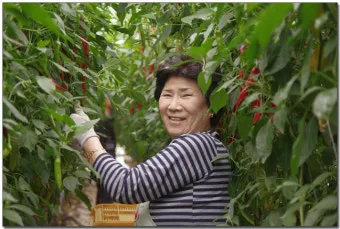 동아 재배 덩굴 손질 지주 설치 수분 관리_4