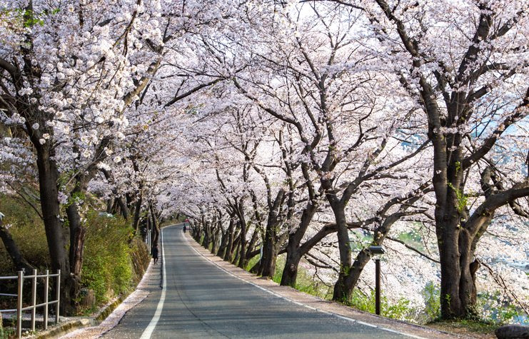 하동-십리벚꽃길