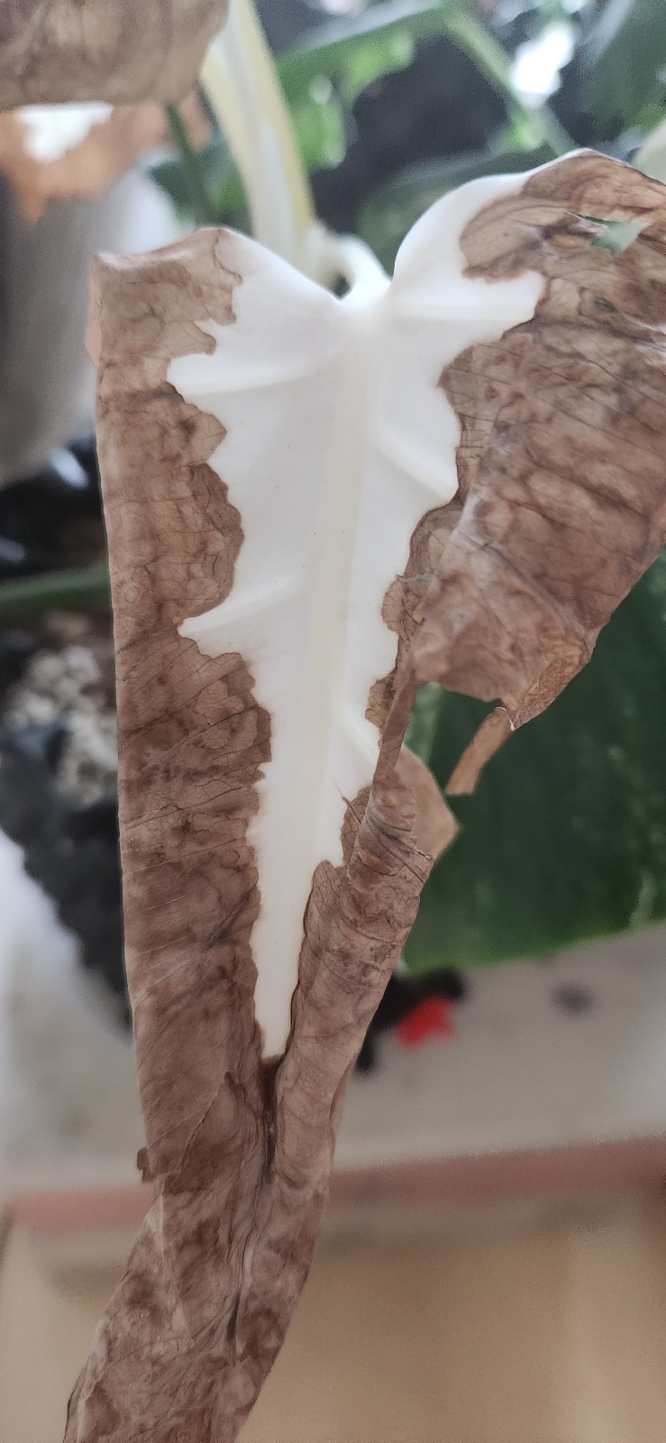 알보 고스트 갈변