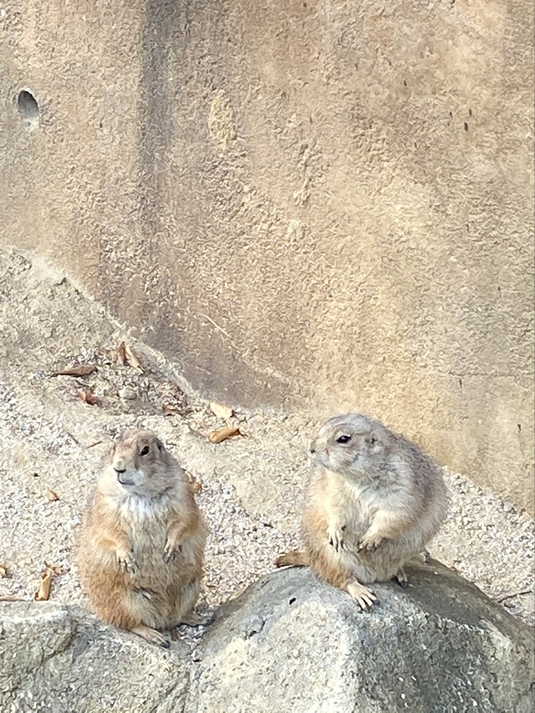 서울대공원